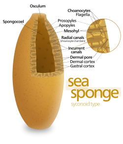 What is sea sponge made of?