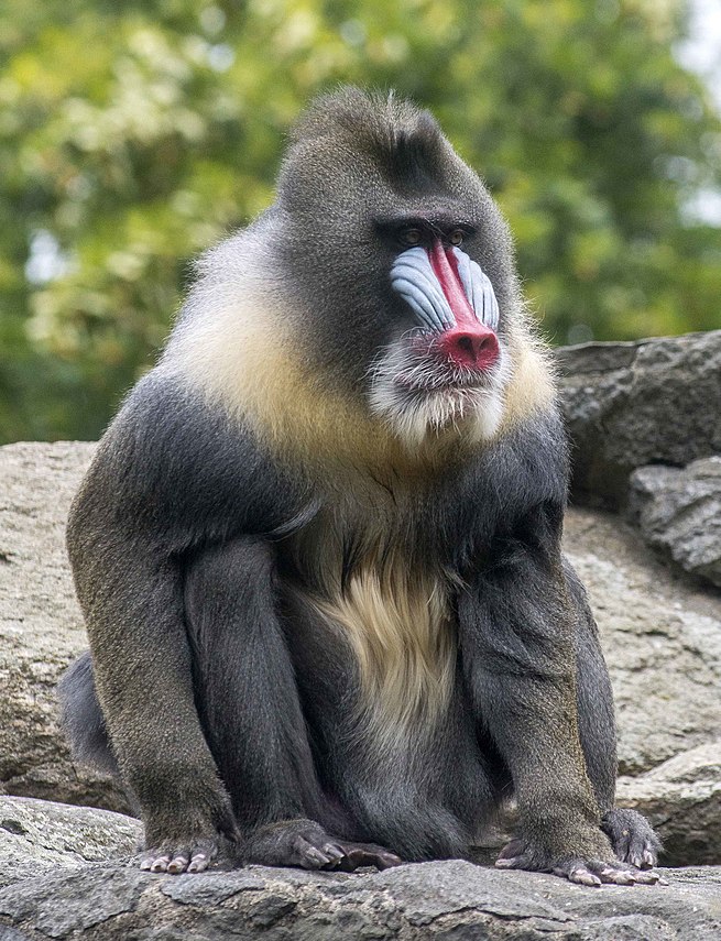 What is similar to a baboon?