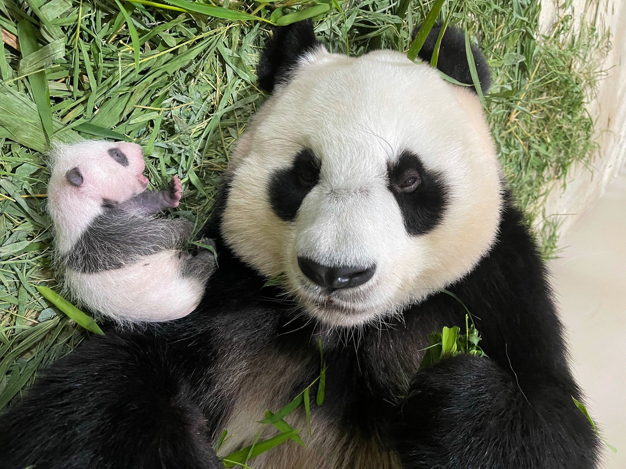 What is Singapore baby panda name?
