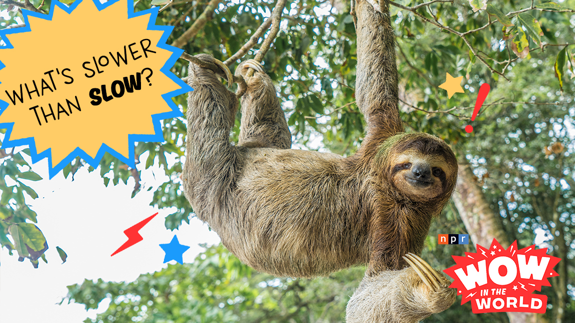 What is slower than a sloth?