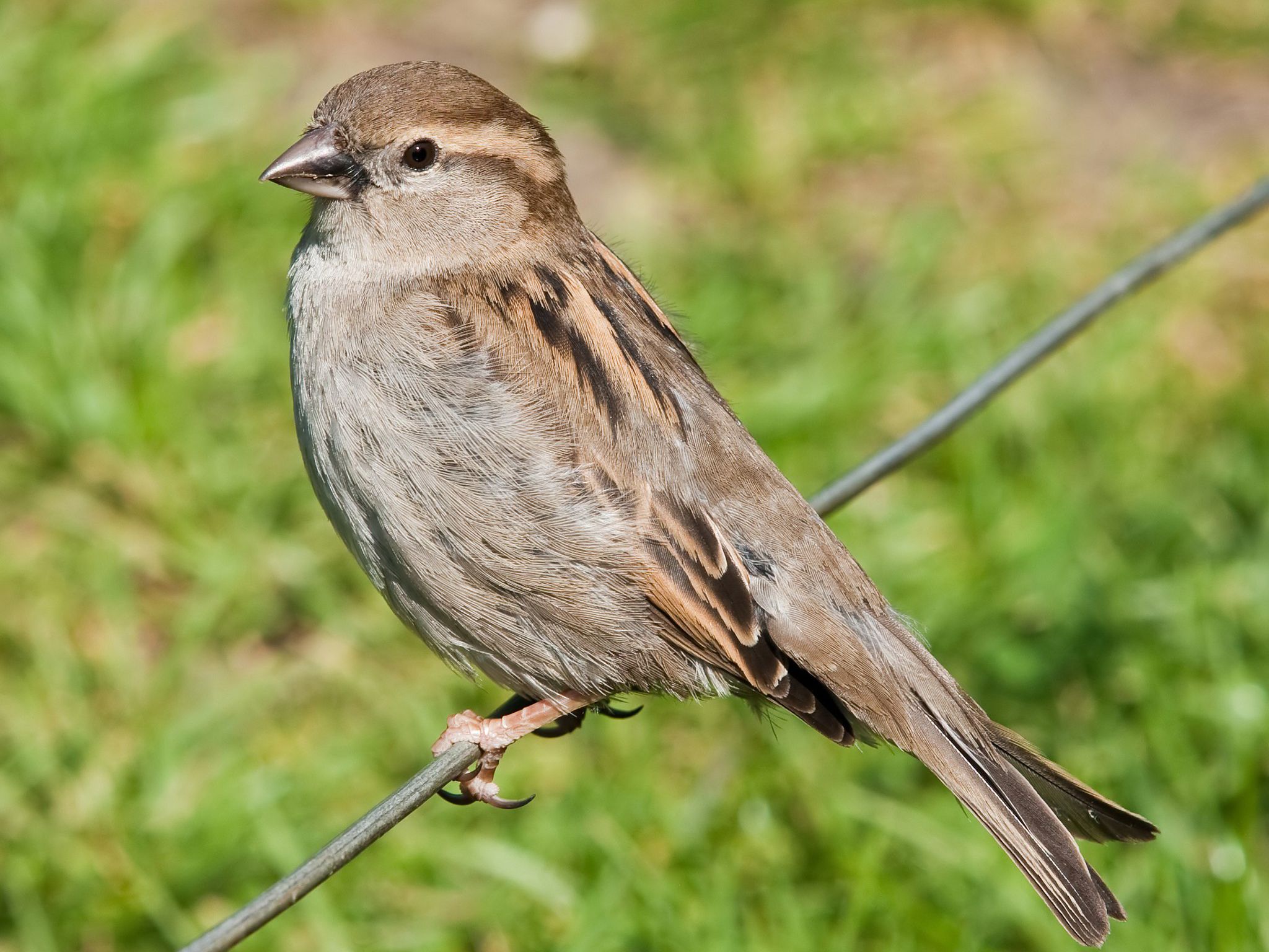 What is so special about sparrows?