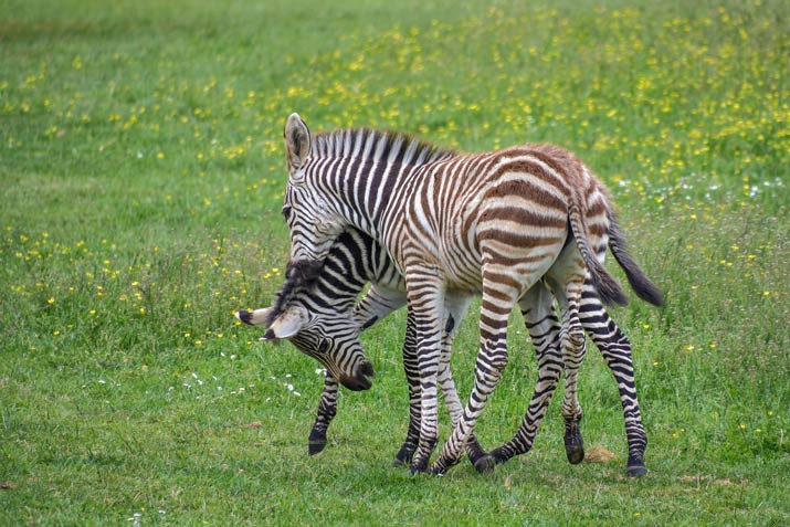 What is so special about zebra?