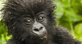 What is special about a gorilla's nose?