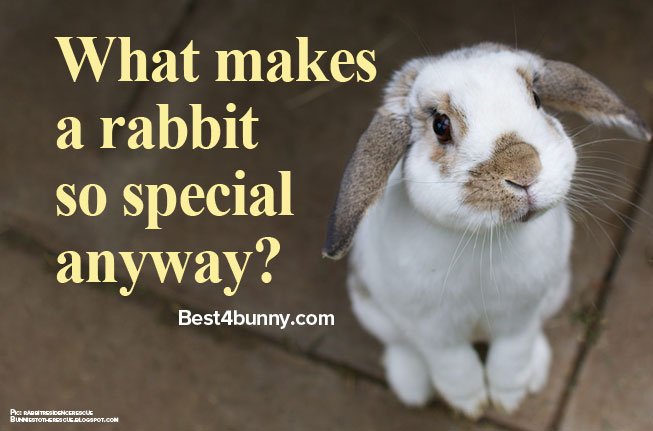 What is special about rabbit?
