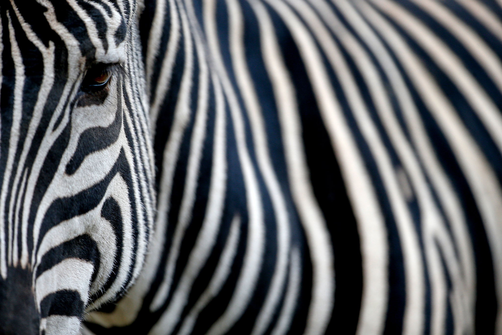 What is special about zebra stripes?