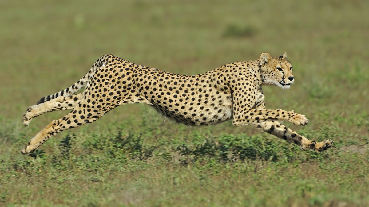 What is the 1 fastest animal in the world?