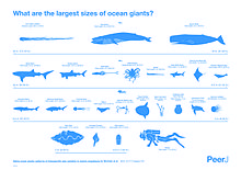 What is the 2nd biggest animal?