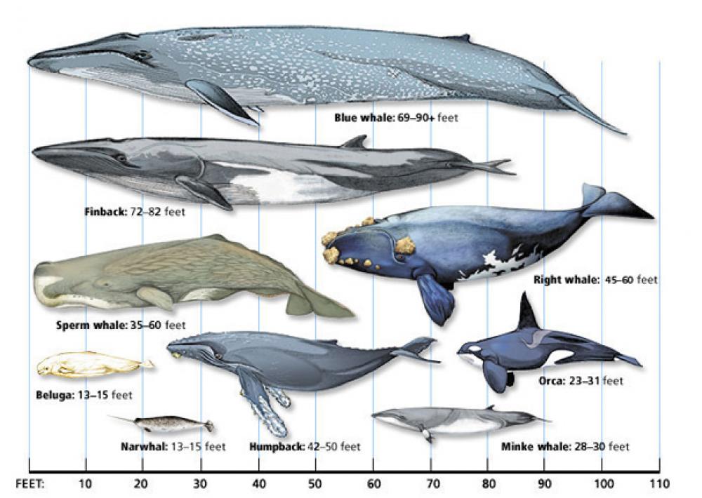What is the 3rd largest whale?