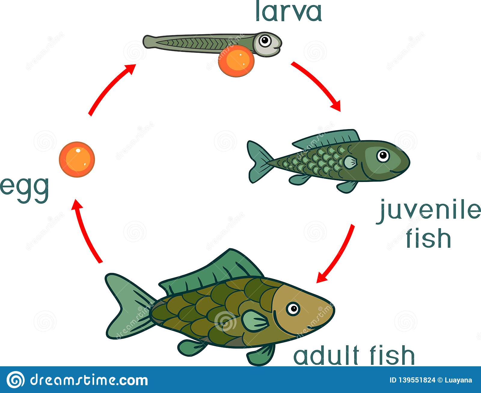 What is the adult period of a fish's life?