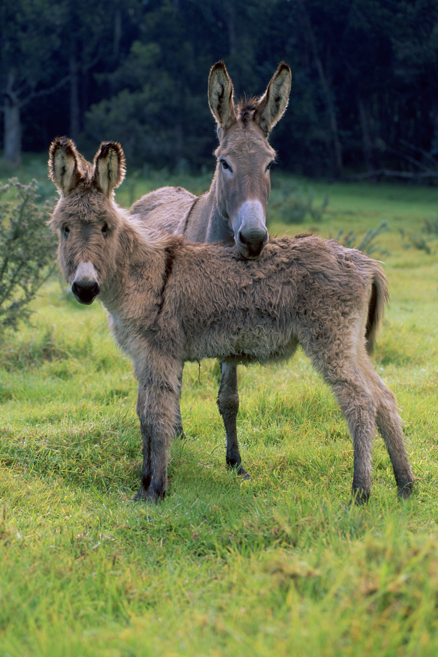 What is the age of a baby donkey?