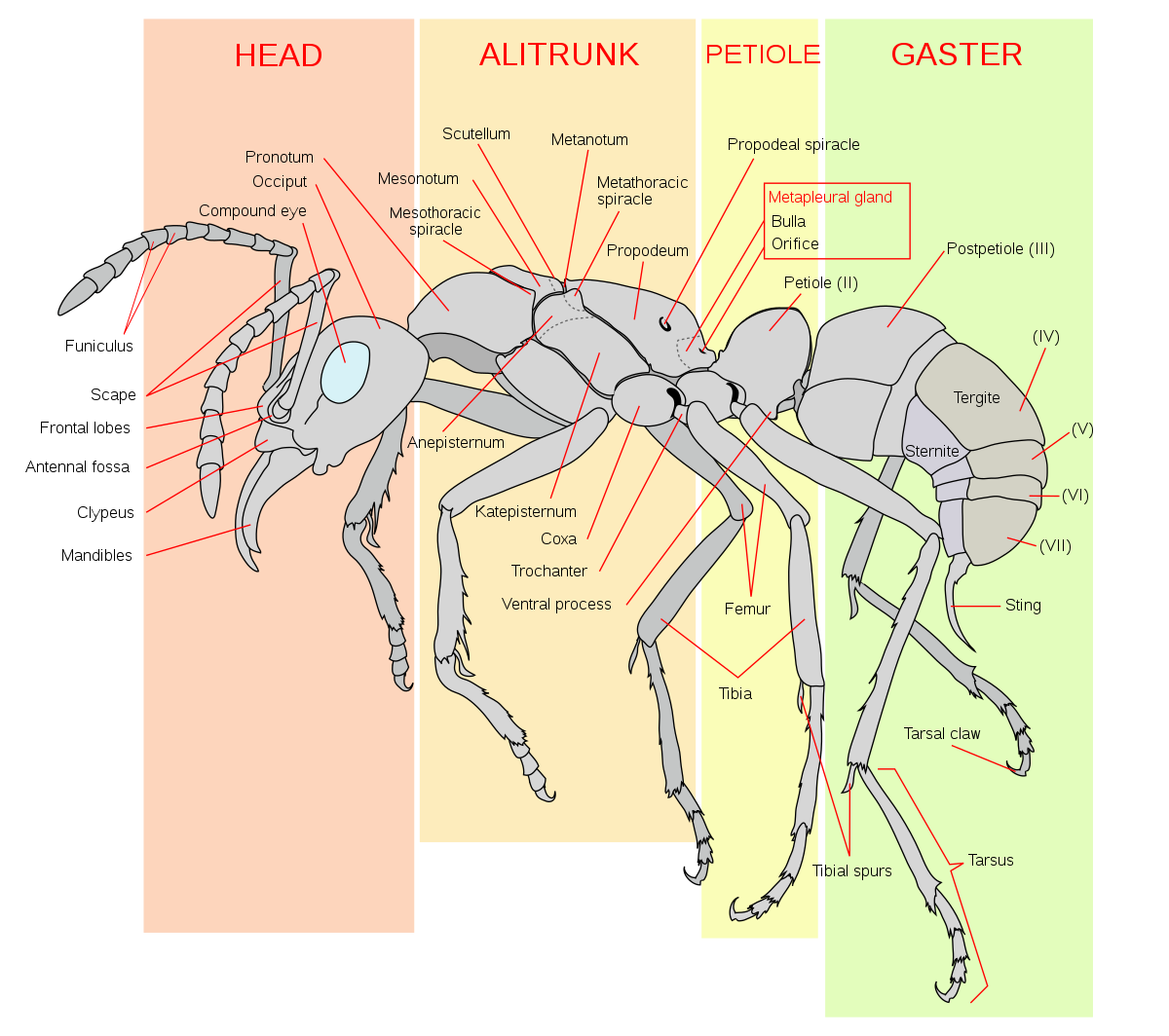 What is the anatomy of an ant?