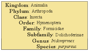 What is the ant classification?