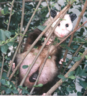 What is the average estrous cycle of an opossum?