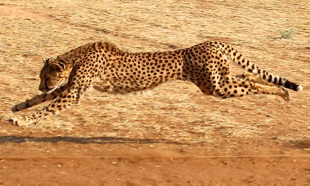 What is the average lifespan of a cheetah?