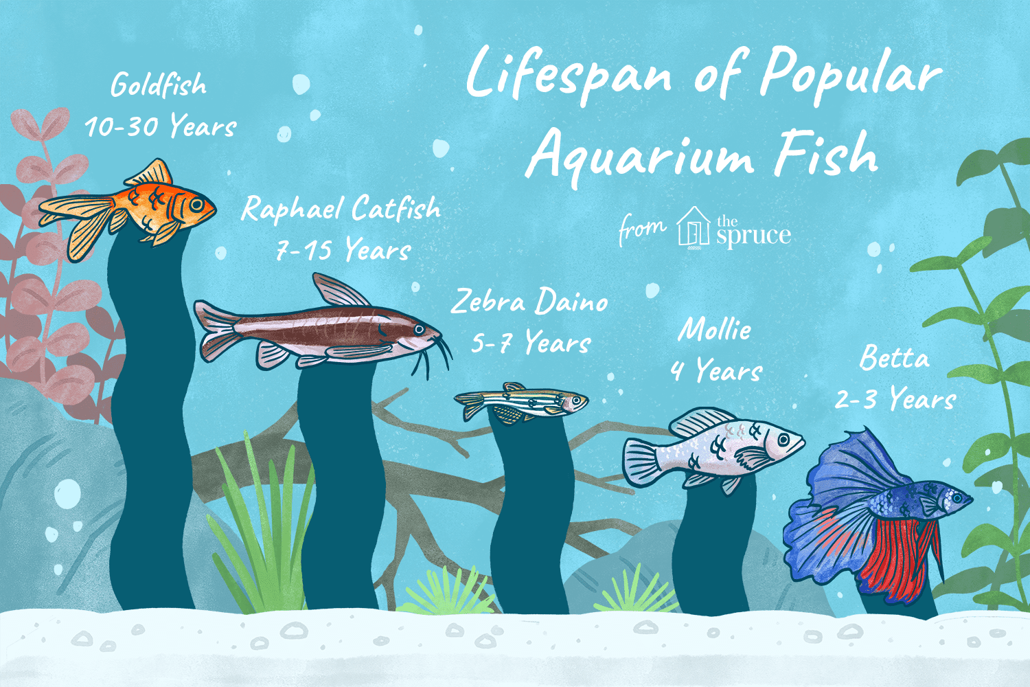 What is the average lifespan of a fish?
