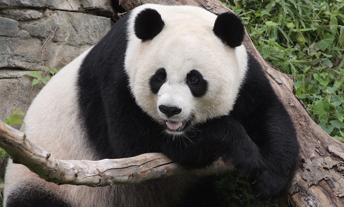 What is the average lifespan of a giant panda?