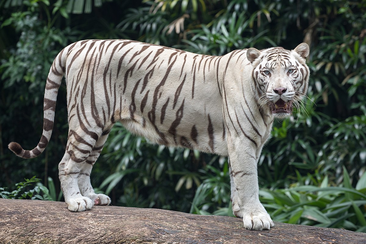 What is the average size of a white Bengal tiger?