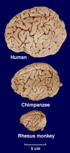 What is the average weight of a chimpanzee brain?
