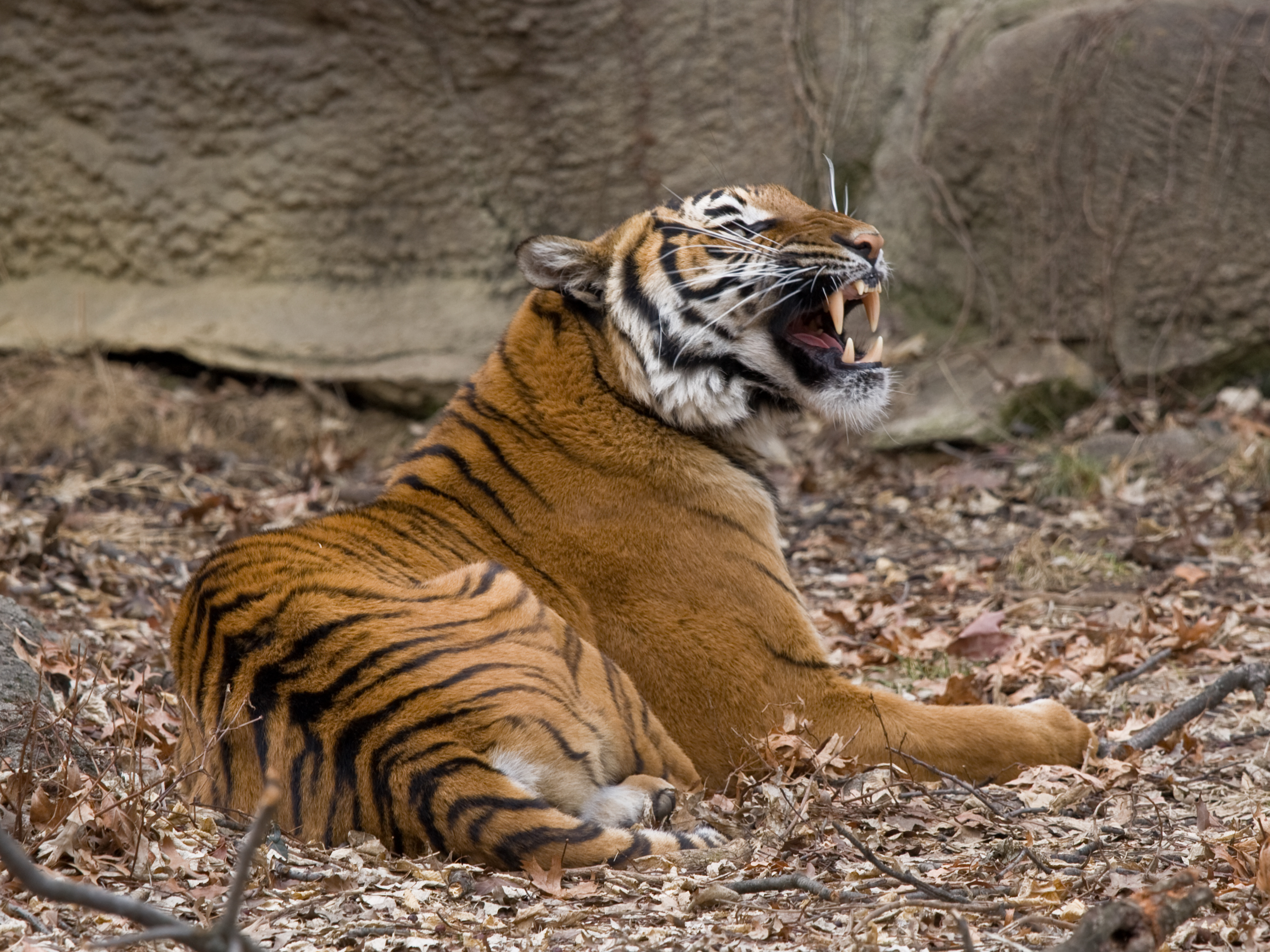 What is the average weight of a Malayan tiger?
