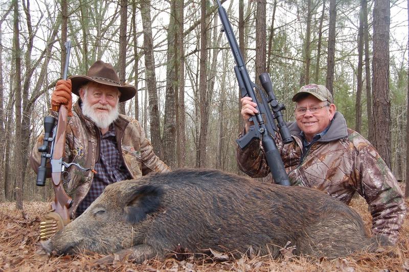 What is the average weight of a wild pig?