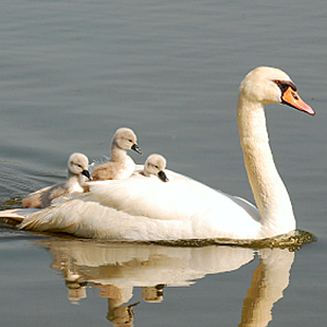 What is the baby of a swan called?
