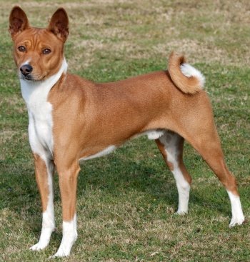 What is the Basenji temperament?