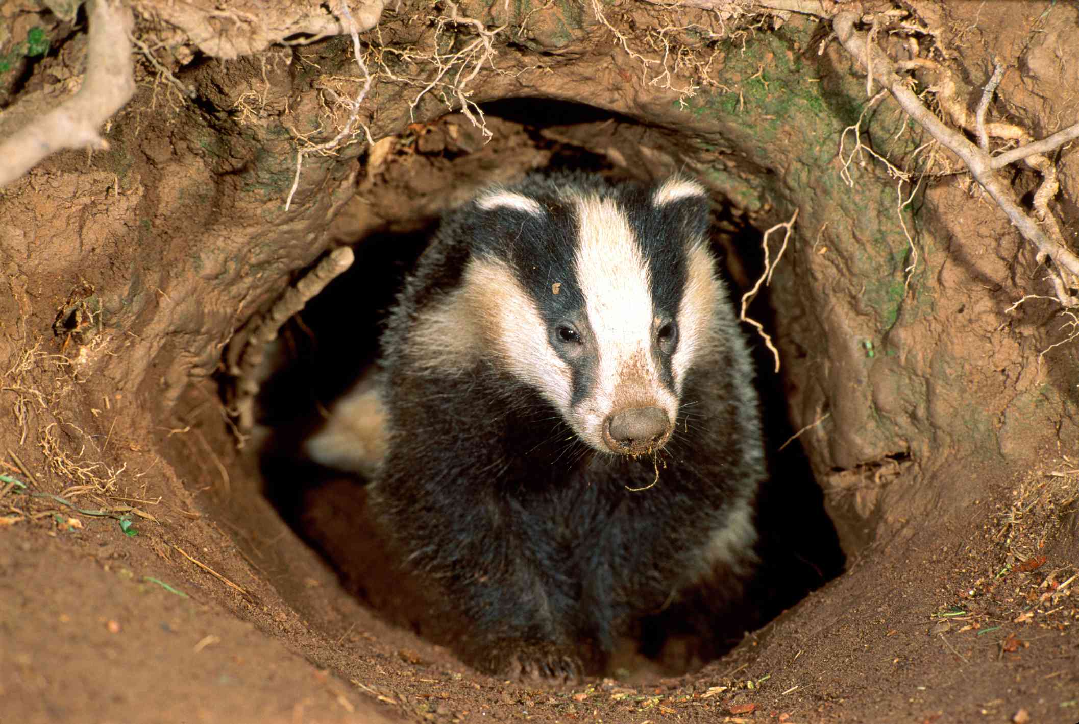 What is the behavior of a badger?