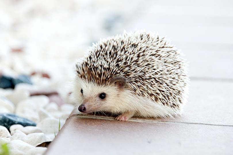 What is the best breed of hedgehog for a pet?