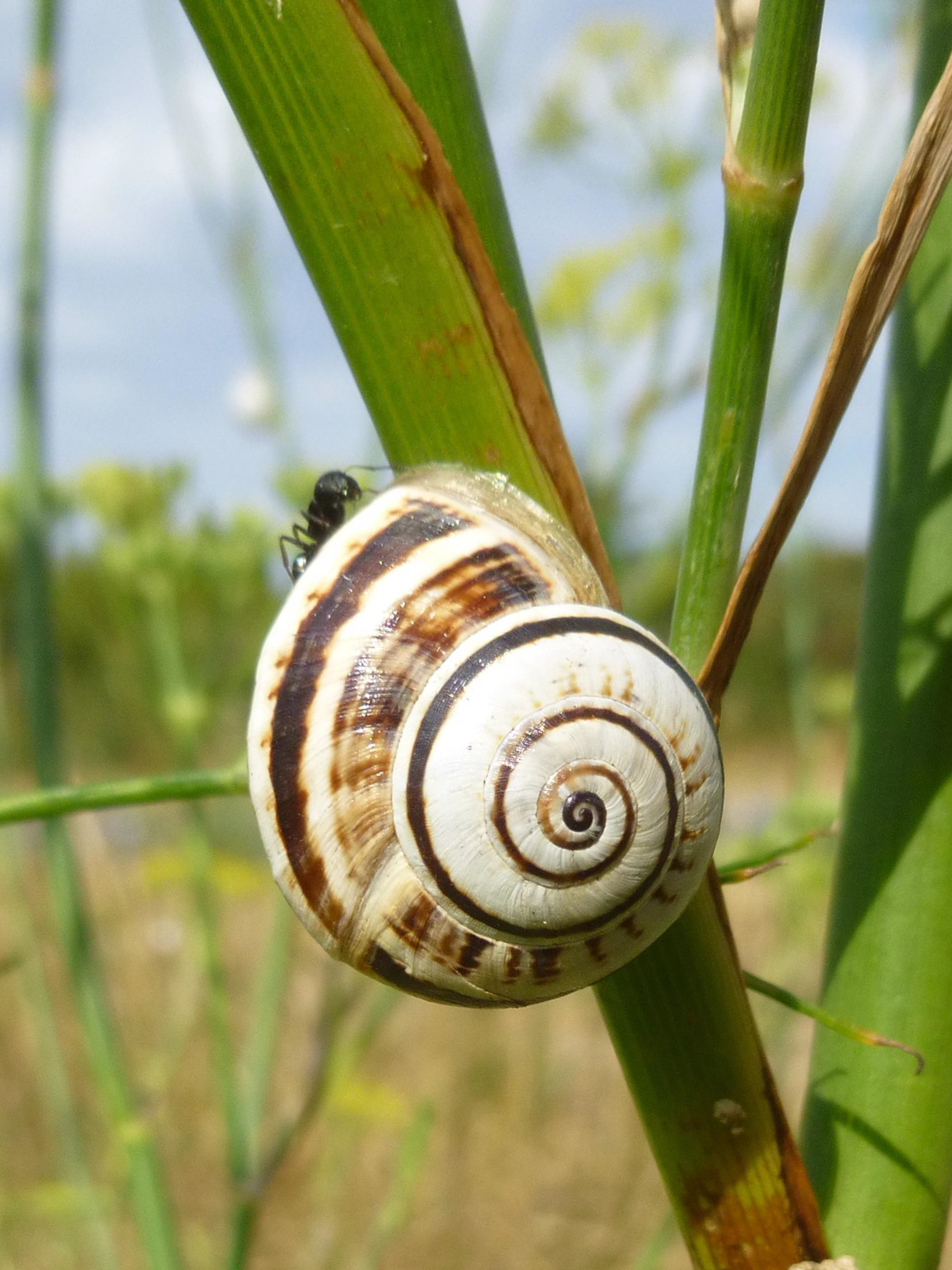 What is the best climate for snails?