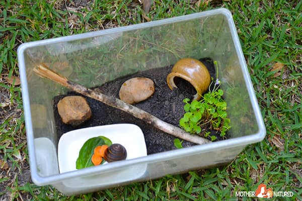 What is the best environment for a snail?