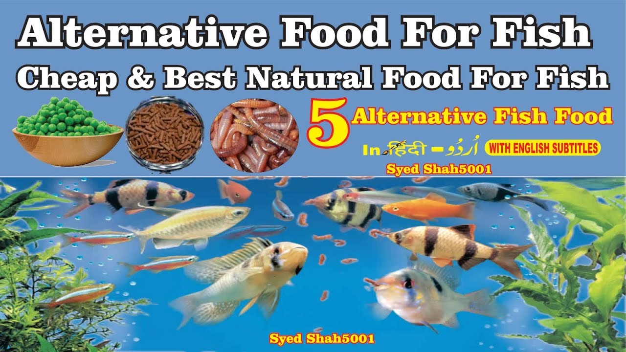 What is the best food for small fish?