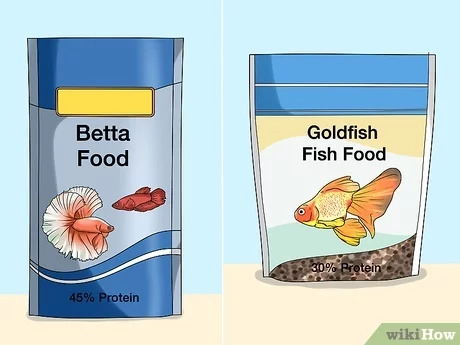 What is the best food to feed fish?