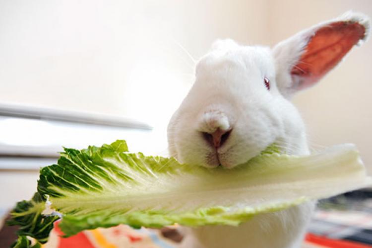 What is the best pet food for rabbits?