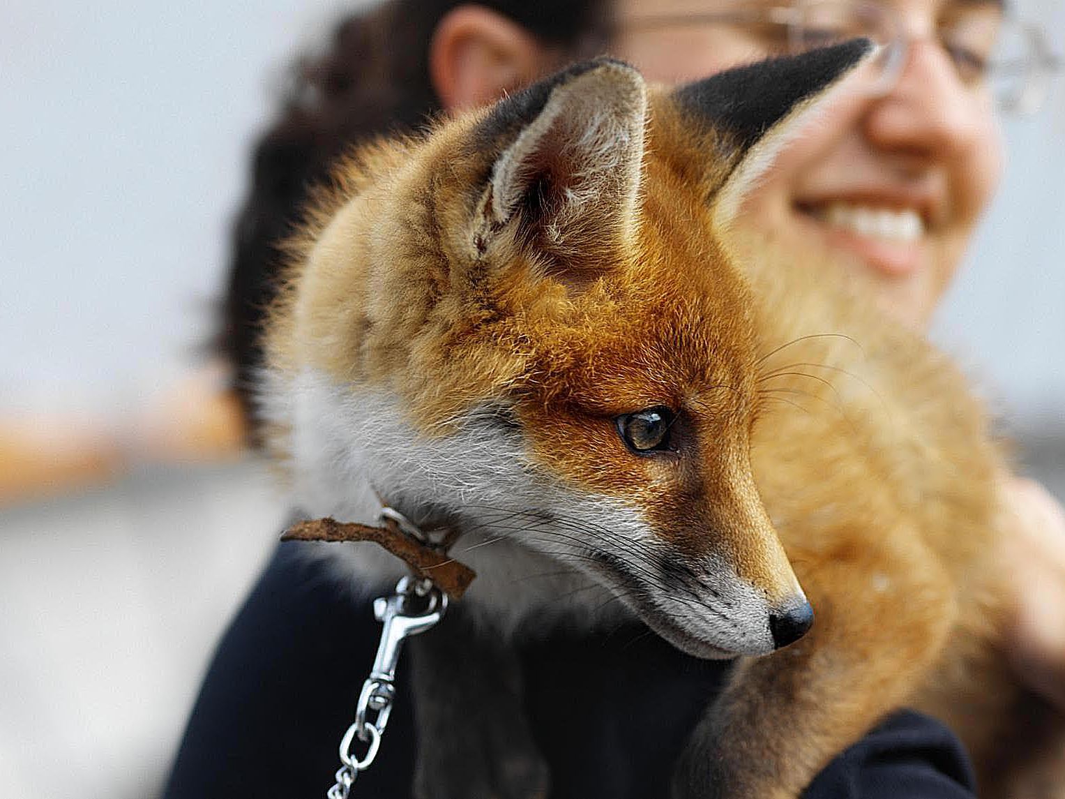 What is the best species of Fox to own?