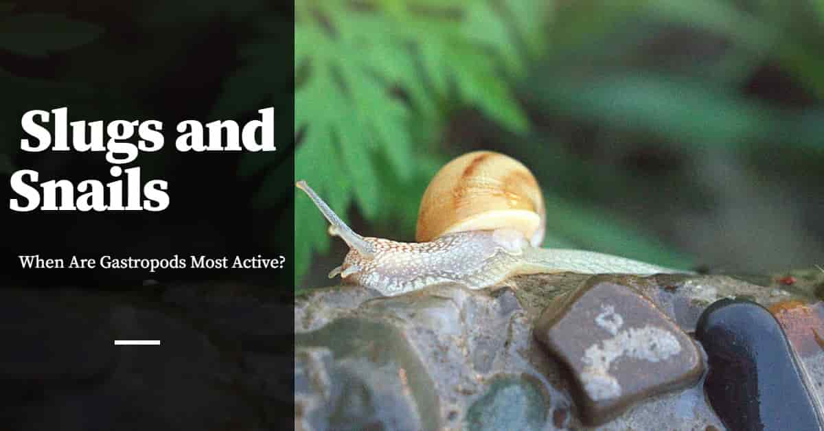 What is the best time to pick snails and slugs?