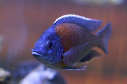 What is the best tropical fish for a 10-gallon tank?