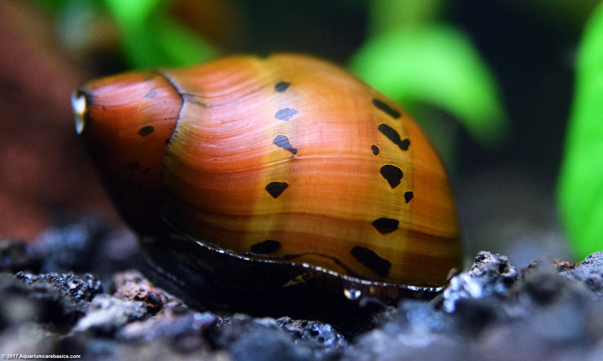What is the best water temperature for Nerite snails?