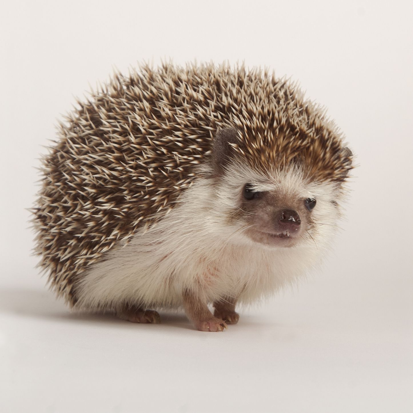 What is the best way to house a health Hedgehog?