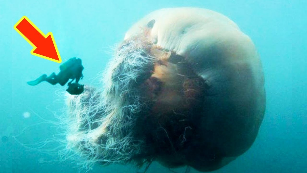 What is the biggest jellyfish in the world?