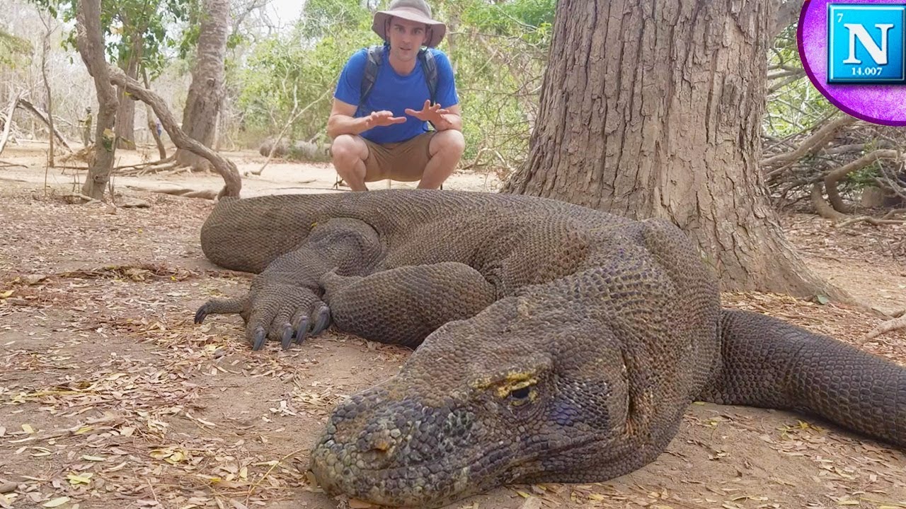 What is the biggest Komodo dragon ever recorded?