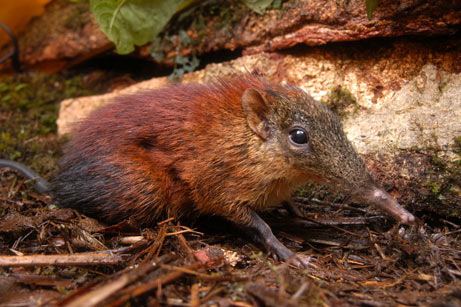 What is the biggest shrew?
