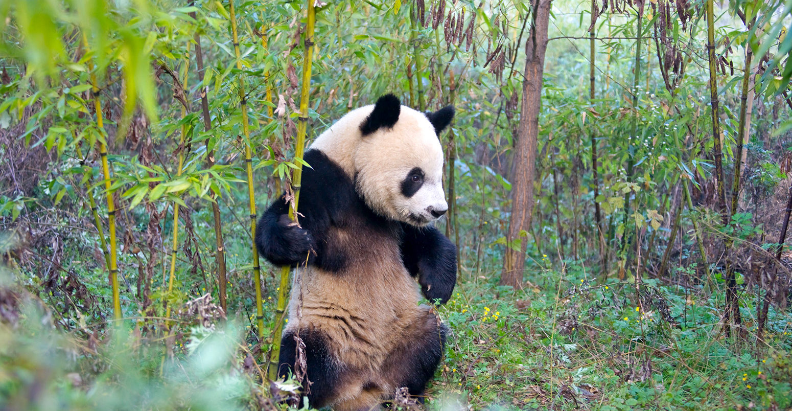 What is the biggest threat to giant pandas?