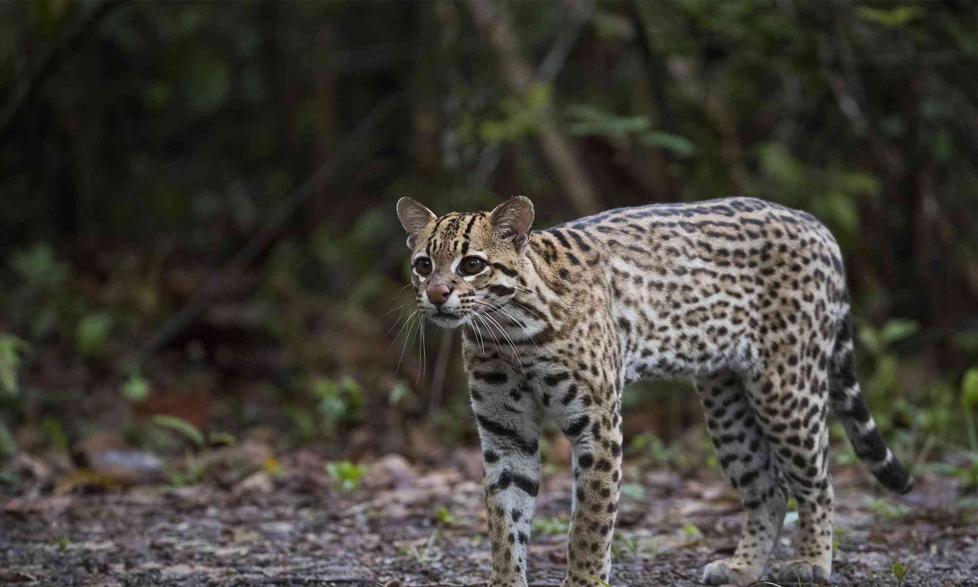 What is the biggest threat to the ocelot's survival?