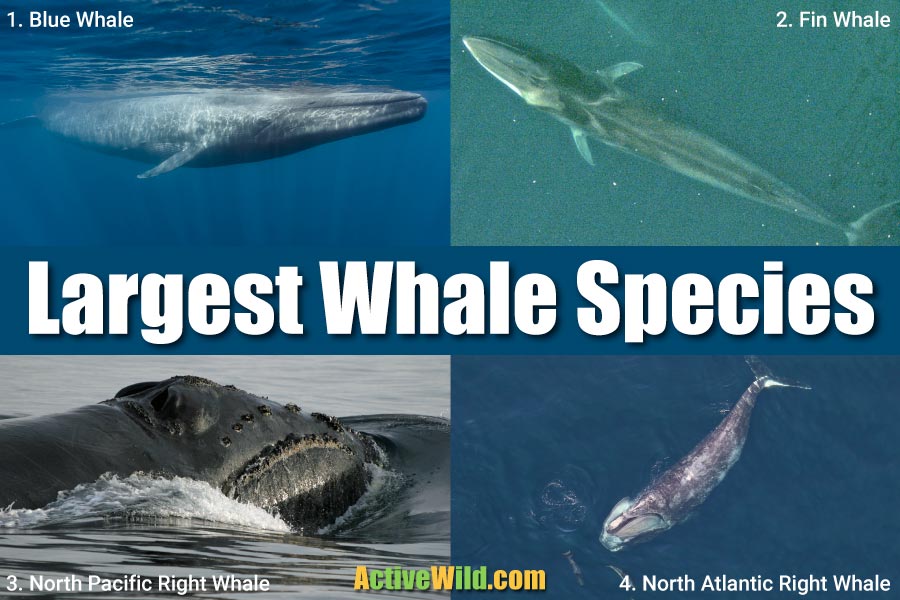 What is the biggest whale in the world right now?