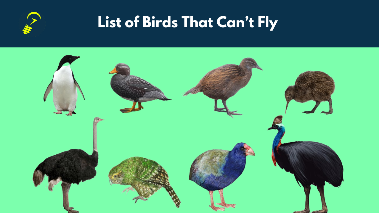 What is the bird that Cannot fly?