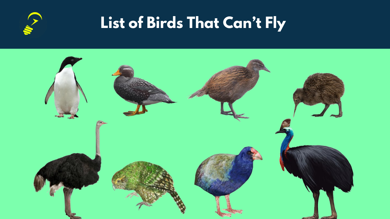 What Is The Bird Cannot Fly? - Mastery Wiki