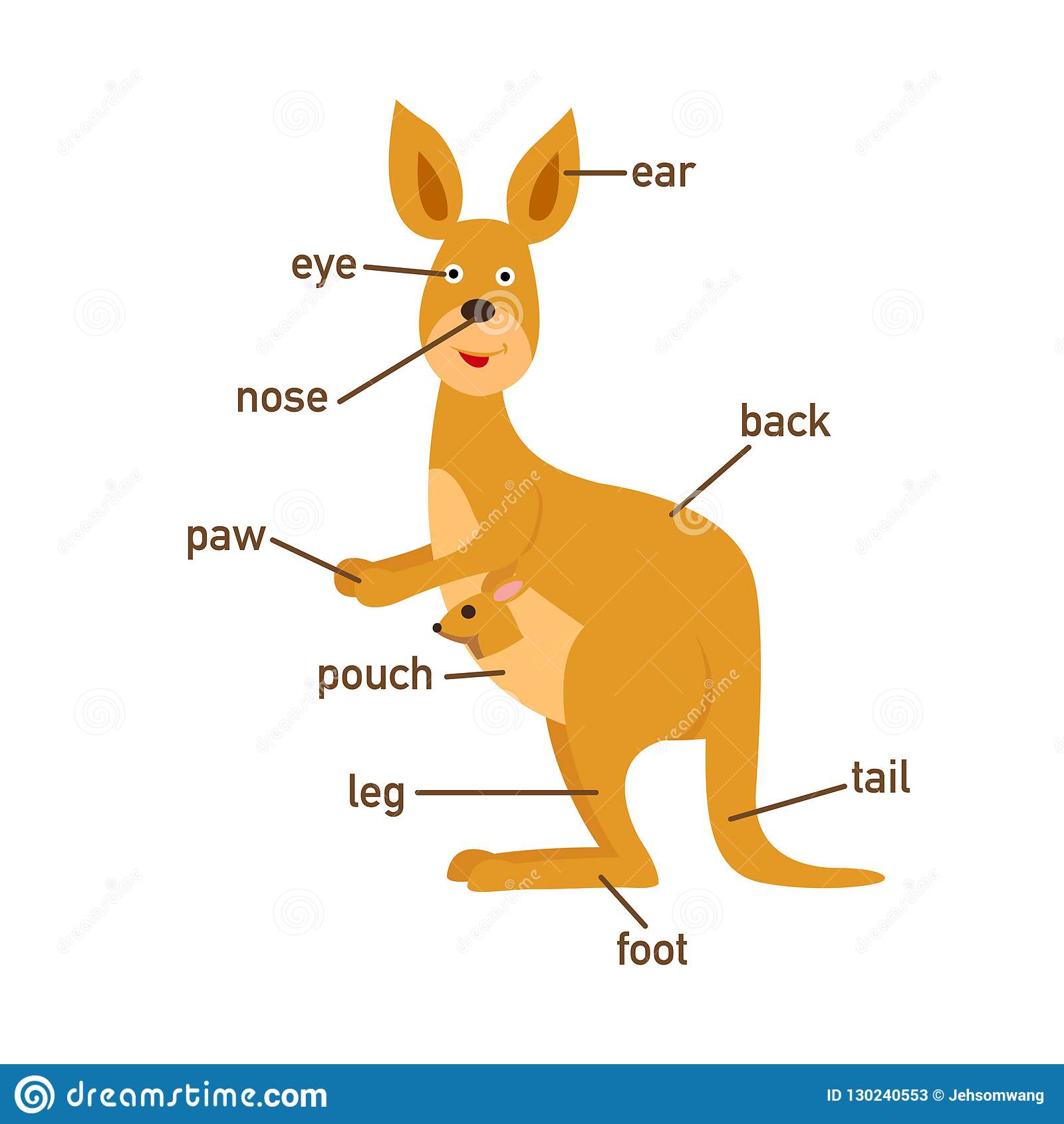 What is the body structure of a kangaroo?