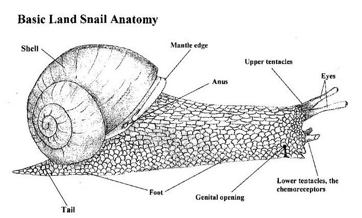 What is the bottom part of a snail called?