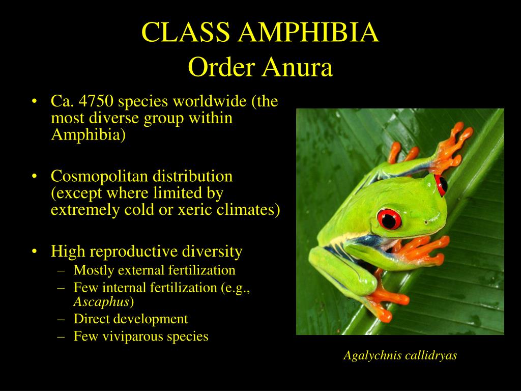 What is the characteristics of Anura?