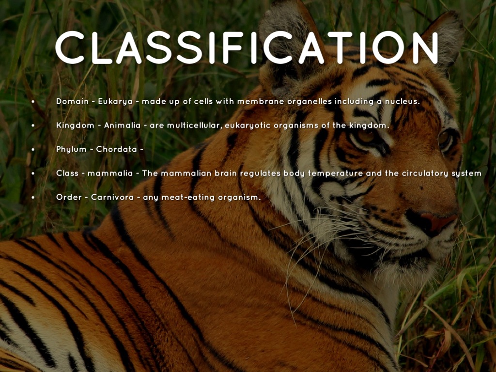 What is the classification of a Bengal tiger?